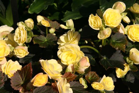 B. ‘Solenia Light Yellow’